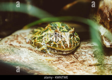 Argentine horned frog in zoo. Ceratophrys ornata. Stock Photo