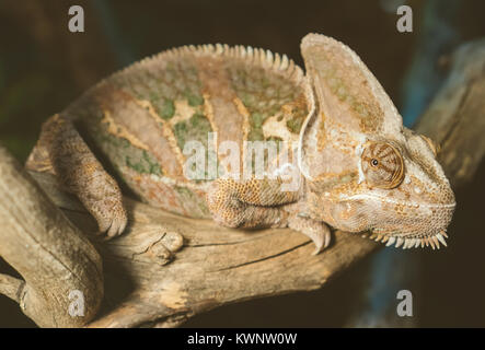 Close-up view of chameleon sitting on the branch. Stock Photo