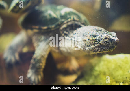 Common snapping turtle in the zoo. Chelydra serpentina. Stock Photo