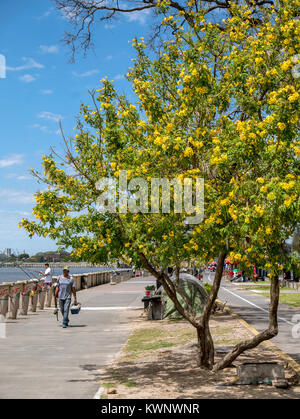 Exterior summer view of trees & fisherman at Aeroparque Jorge Newbery; Buenos Aires; Argentina Stock Photo