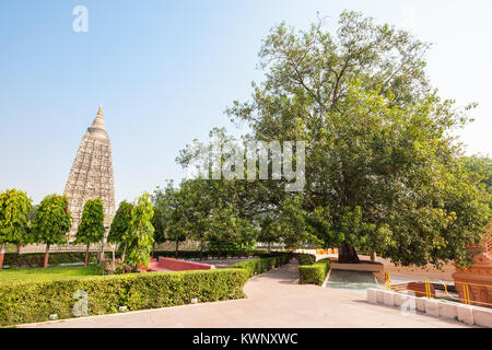 The Bodhi Tree is a large and very old sacred fig tree located in Bodh Gaya, India, under which Siddhartha Gautama Buddha is said to have attained enl Stock Photo