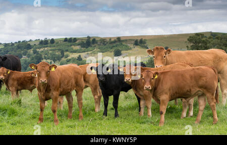 Herd of commercial beef suckler cattle with Limousin sired calves in the Yorkshire Dales, UK. Stock Photo