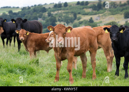 Herd of commercial beef suckler cattle with Limousin sired calves in the Yorkshire Dales, UK. Stock Photo