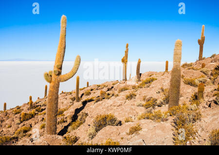 View of cactus covering Island Incahuasi with the Uyuni Salt Flats in Bolivia Stock Photo