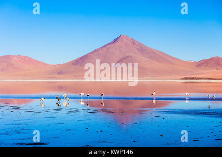 Flamingos at Laguna Colorada (Red Lake), it is a salt lake in the Altiplano of Bolivia Stock Photo