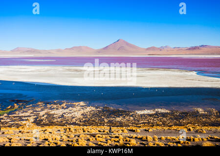 Laguna Colorada (Red Lake) is a most beautiful lake in the Altiplano of Bolivia Stock Photo