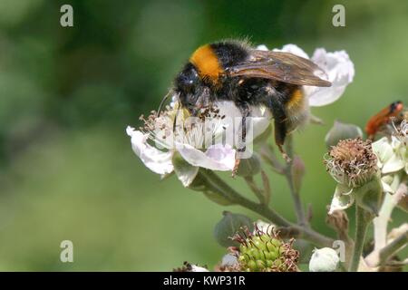 Vestal cuckoo bumblebee (Bumbus vestalis = Psithyrus vestalis) a brood parasite and mimic of Buff-tailed bumblebees, feeding on a Bramble flower . Stock Photo