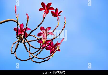 A spray of beautiful red tropical frangipani or plumeria blossoms against a clear blue sky Stock Photo