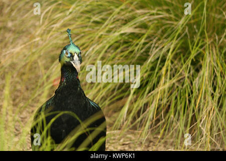 Guinea Fowl at Auckland Zoo in New Zealand. Stock Photo