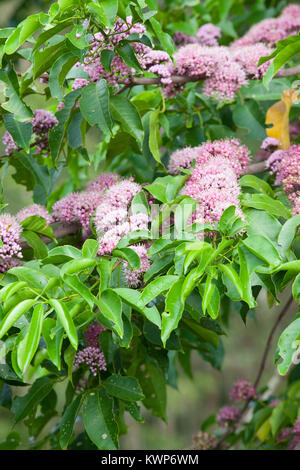 Pink-flowered Doughwood (Meliocope elleryana) in flower. (Pink Euodia). Lower Daintree. Daintree National Park. Queensland. Australia. Stock Photo