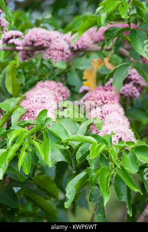 Pink-flowered Doughwood (Meliocope elleryana) in flower. (Pink Euodia). Lower Daintree. Daintree National Park. Queensland. Australia. Stock Photo