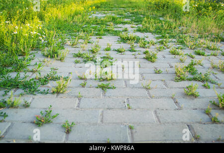 Grass growing through the road. Selective focus. Stock Photo