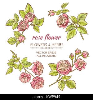 set of pink roses elements on white background Stock Vector