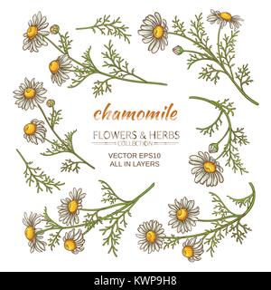 set of chamomile flowers on white background Stock Vector