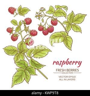 raspberry vector set on white background Stock Vector