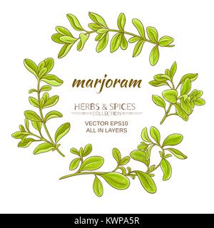 marjoram vector set on white background Stock Vector