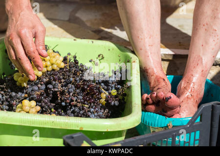 Grape-Stomping For The Traditional Production Of Wine At The Old ...