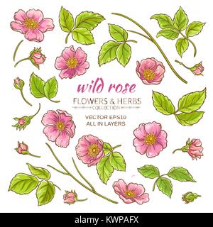 dog rose flowers vector set on white background Stock Vector