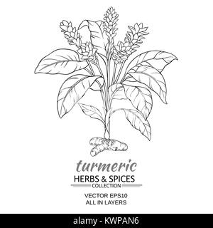 turmeric plant vector illustration on white background Stock Vector