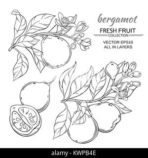 bergamot branches vector set on white background Stock Vector