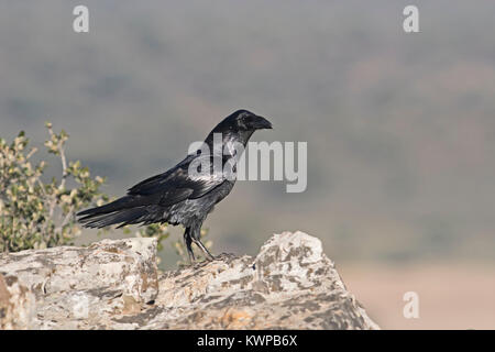 Common Raven Corvus corax Extremadura Spain December Stock Photo