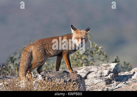 Red Fox Vulpes vulpes San Pedro Sierra Extremadura Spain Stock Photo