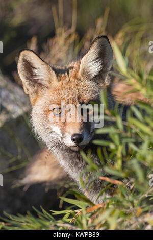 Red Fox Vulpes vulpes San Pedro Sierra Extremadura Spain Stock Photo
