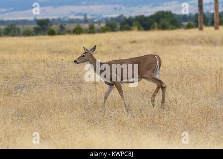 Female young adult white tailed deer in dry grass pasture at the National Bison Range, Montana, USA Stock Photo