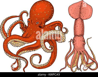 sea creature octopus and squid. calamari engraved hand drawn in old sketch, vintage style. nautical or marine, monster or food. animals in the ocean. template for logos, labels and emblems. Stock Vector