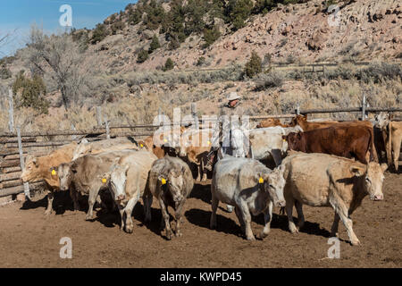 Whitewater, Colorado - Ranchers sort out cattle, mostly Charolais, that they have rounded up from their grazing allotment on BLM land. Stock Photo