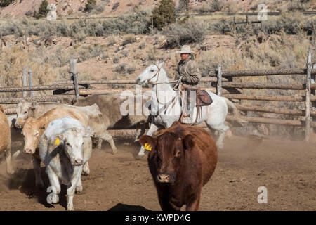 Whitewater, Colorado - Ranchers sort out cattle, mostly Charolais, that they have rounded up from their grazing allotment on BLM land. Stock Photo