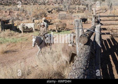 Whitewater, Colorado - Ranchers sort out cattle, mostly Charolais, that they have rounded up from their grazing allotment on BLM land. Stock Photo