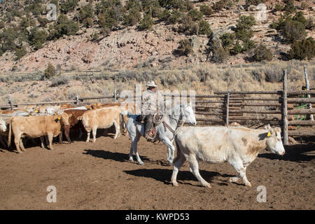 Whitewater, Colorado - Ranchers sort out cattle, mostly Charolais, that they have rounded up from their grazing allotment on BLM land. Stock Photo