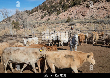 Whitewater, Colorado - Ranchers sort out cattle, mostly Charolais, that they have rounded up from their grazing allotment on BLM land. Stock Photo