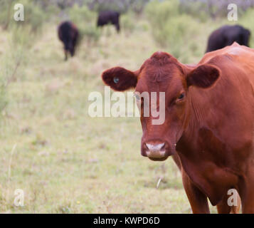 Danish red cow grazing in the countryside province of entre rios city of federation argentina Stock Photo