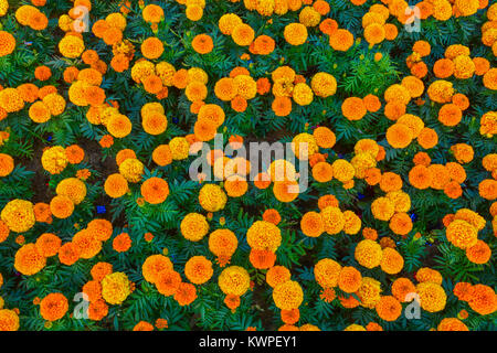 Marry gold flowers in Yanbu flower show Saudi arabia Stock Photo