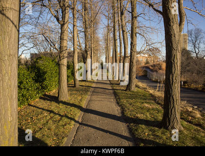 Walkway lined by Gingko Trees at the Brooklyn Botanic Garden in the autumn season,  Brooklyn, New York. Stock Photo