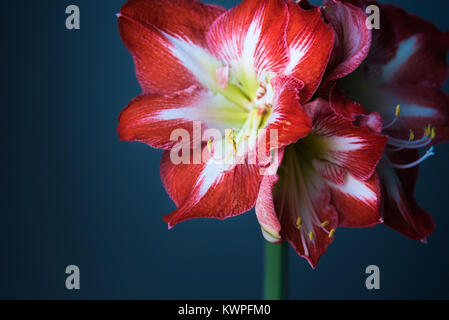 Red and white amaryllis flowers still life with dark background Stock Photo