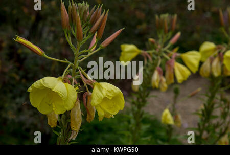 Large-flowered evening primrose.(Oenothera Glazioviana) Stock Photo