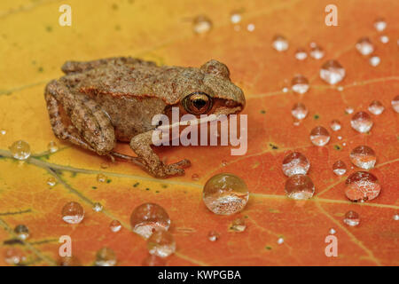 A young Wood Frog rests on a fallen leaf covered in water droplets. Stock Photo