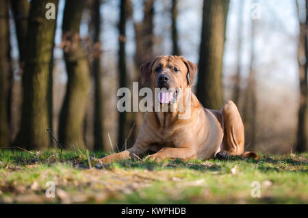 Tosa Inu fight dog in forrest in spring time Stock Photo