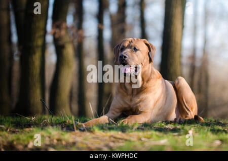Tosa Inu fight dog in forrest in spring time Stock Photo