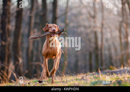 Hungarian pointer hound dog in the forrest Stock Photo
