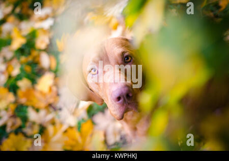portrait of hungarian hound pointer vizsla dog in autumn time Stock Photo