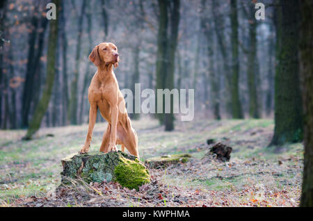 Hungarian pointer hound dog in the forrest Stock Photo