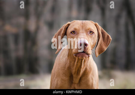 Hungarian pointer hound dog in the forrest Stock Photo