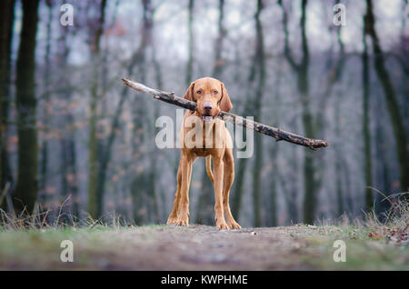 Hungarian pointer hound dog in the forrest Stock Photo