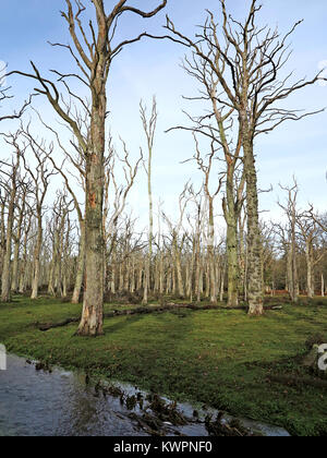 Dead oak forest in Winter. New Forest National Park, England. Stock Photo