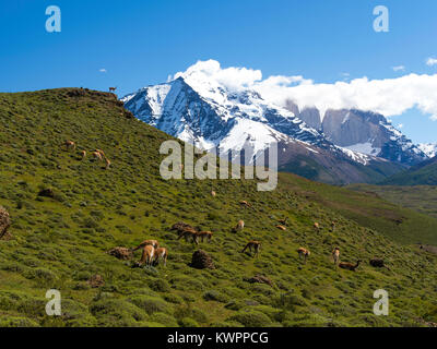 Guanacos graze and rest on a hillside overlooking Torres del Paine National Park, Chile. Stock Photo