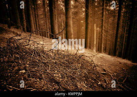 Old barbed wire in the spruce forest. Echoes of War. Art photo in sepia. Stock Photo